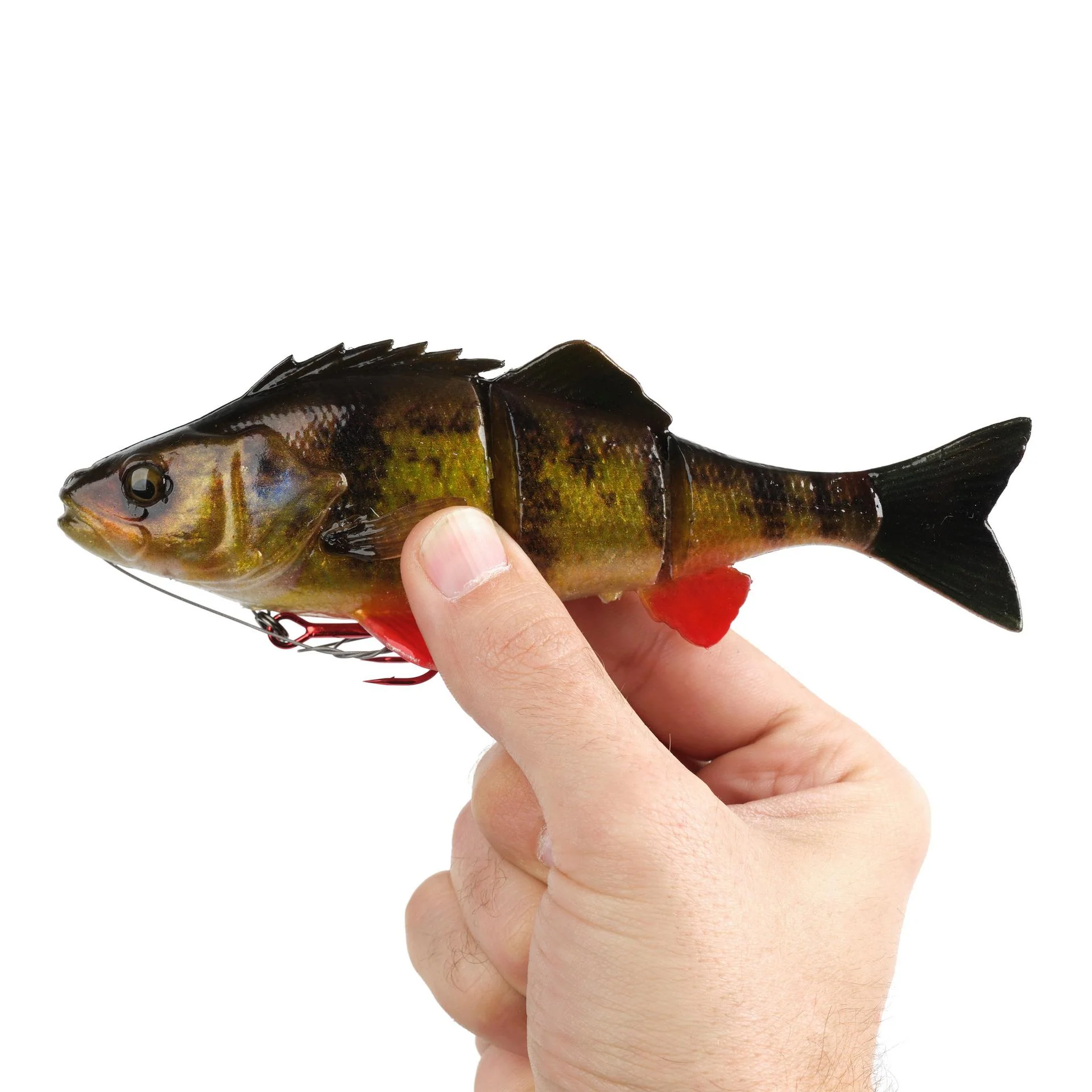 4D Yellow Perch - Image 10