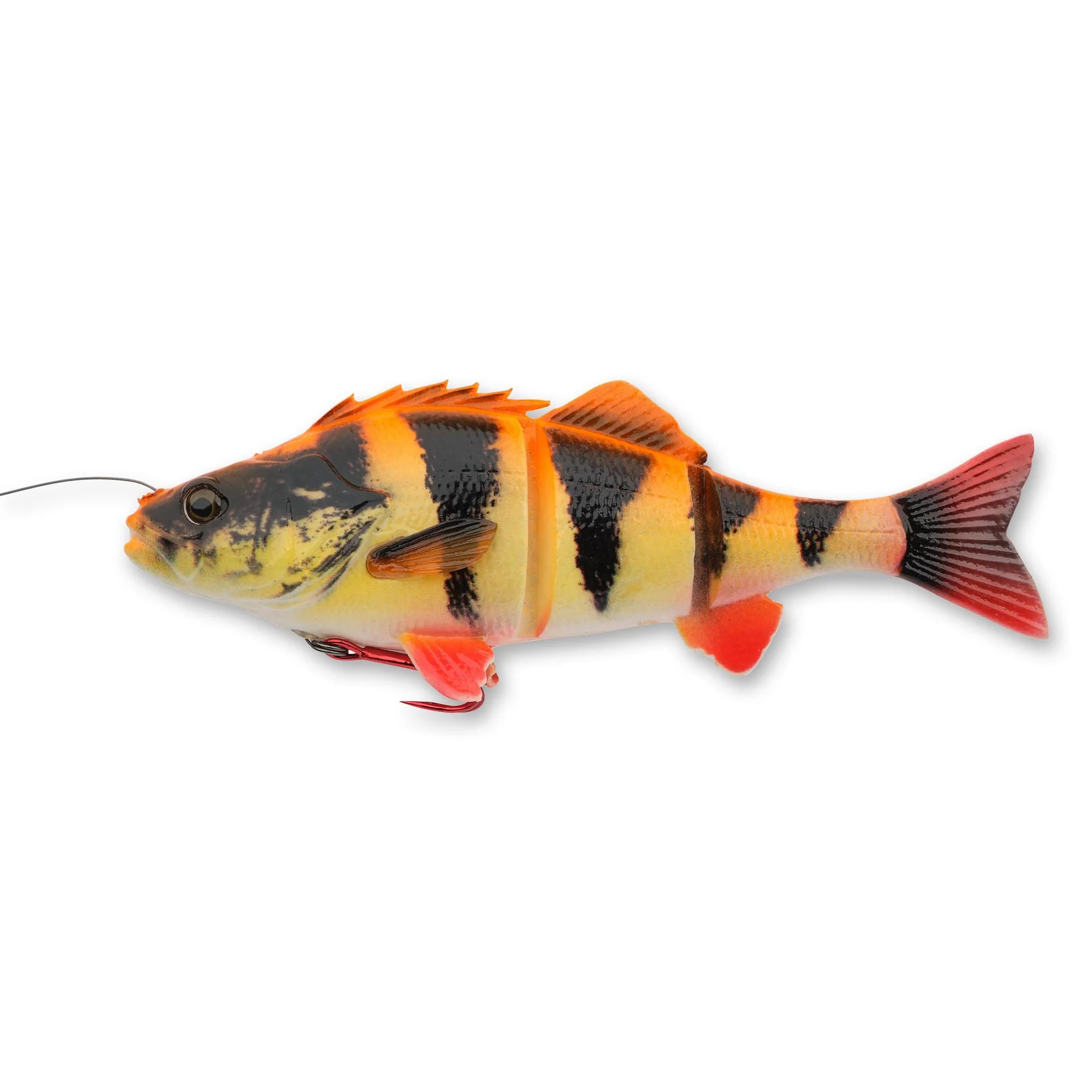 4D Yellow Perch - Image 13