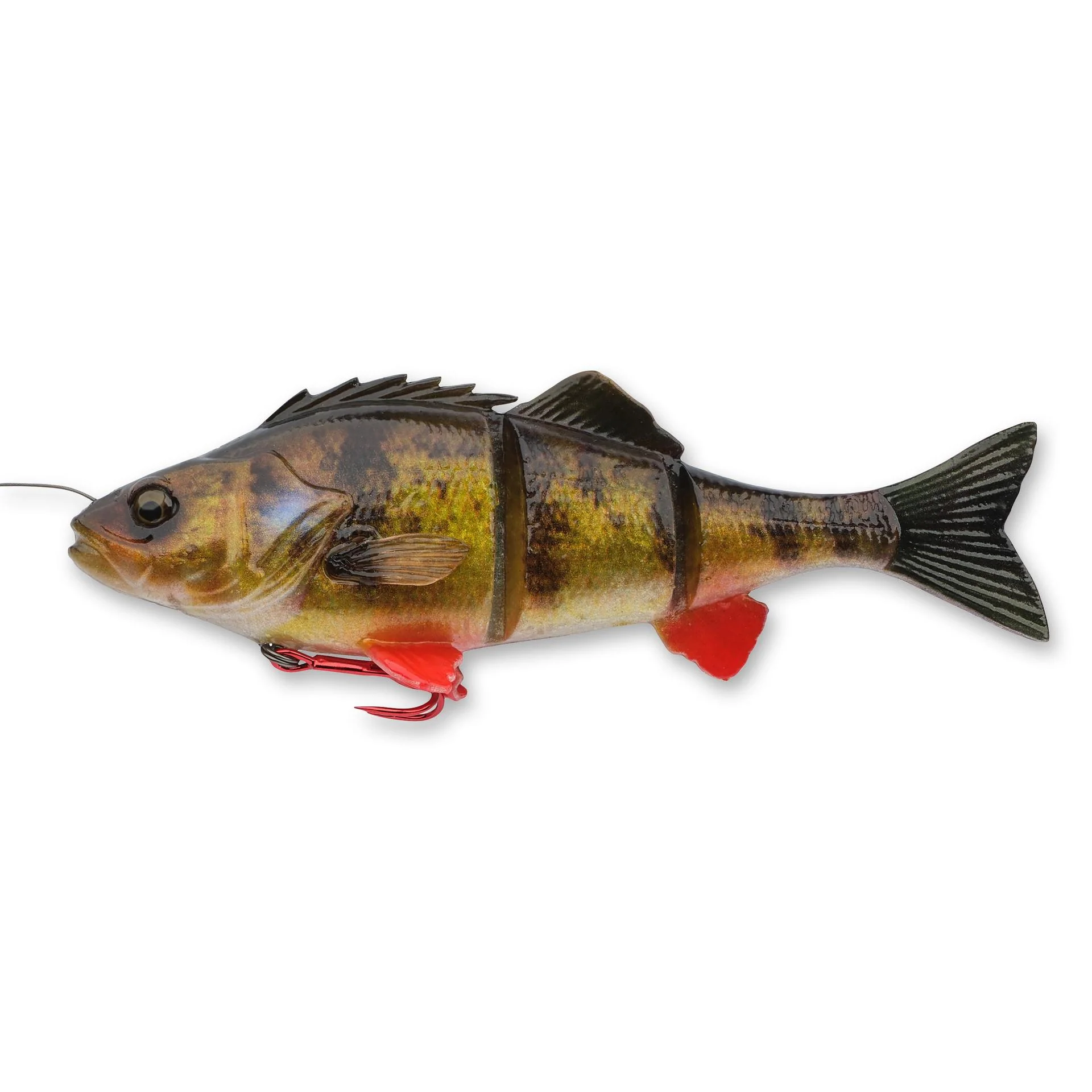 4D Yellow Perch - Image 8